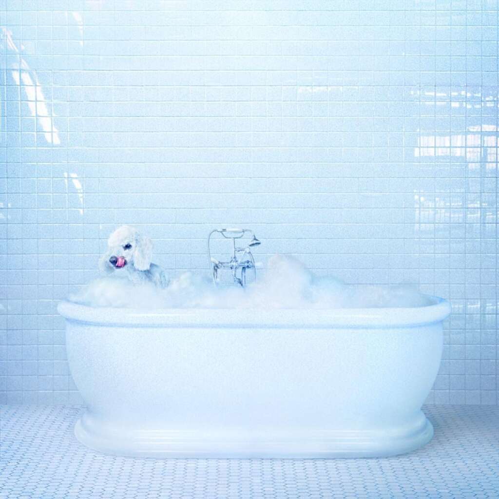 cover-frankie-cosmos
